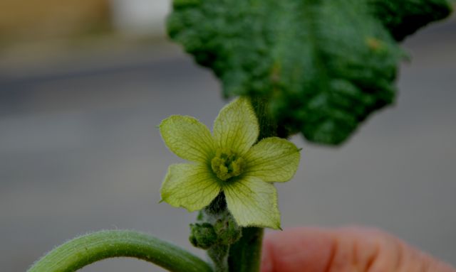 Ecballium elaterium / Ccomero asinino (Cucurbitaceae)